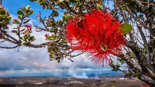 Hawaii Ohia lehua ağacının (Metrosideros polymorpha) parlak kırmızı çiçeğine odaklanın, Büyük Ada 'daki Hawaii Volkanik Parkı' nın arka planında bir Kilauea lav alanı bulunmaktadır..