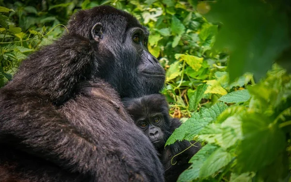 一只雌性山地大猩猩抱着她的孩子在胸前 下巴靠在婴儿的头上 看上去很高兴 在乌干达Bwindi不可穿越国家公园的绿林中 — 图库照片