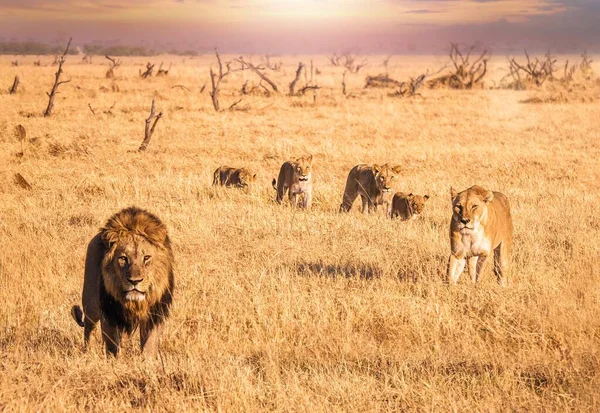 Africká Safari Scéna Kde Lev Plnou Hřívou Dívá Kamery Pohybuje — Stock fotografie