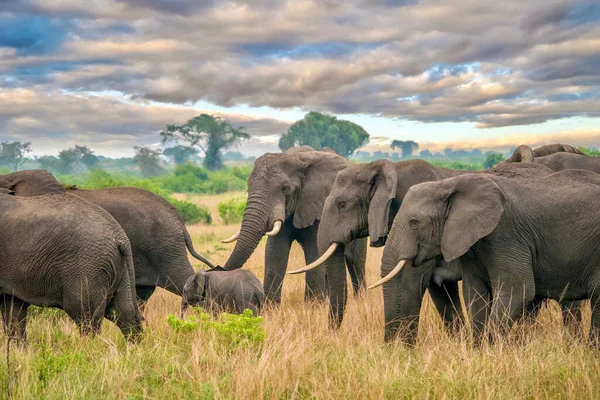 Stado Słoni Afrykańskich Loxodonta Africana Chroni Młode Cielę Przemierzając Piękny — Zdjęcie stockowe