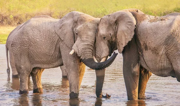 Dwa Słonie Płci Męskiej Wydają Się Znać Siebie Wykazując Przyjazne — Zdjęcie stockowe