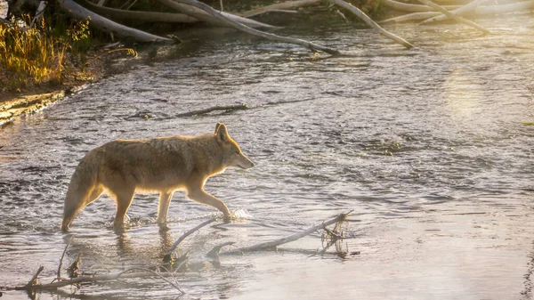 日出时分 一只野生土狼 拉丁语 Canis Latrans 穿过一条小河 雾蒙蒙的水中闪烁着一丝阳光 还有金黄色的镜头耀斑 怀俄明州黄石公园 — 图库照片