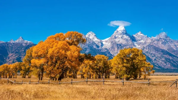 Jackson Hole, Wyoming 'de güzel bir sonbahar manzarası, canlı sonbahar yaprakları ve ünlü kar örtülü Grand Teton dağ sırası.