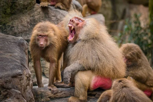 Babuíno Adulto Papio Hamadryas Exibe Seus Longos Dentes Caninos Que — Fotografia de Stock