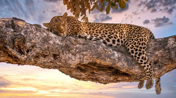在博茨瓦纳 一只豹 豹鹦鹉 睡在树枝上 背后有落日 在Savute Chobe国家公园 — 图库照片