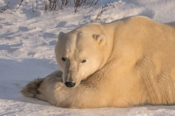 Kuzey Kutbu 'nda kar üzerinde dinlenen yetişkin bir kutup ayısına yaklaştık. Hudson Körfezi, Churchill, Manitoba, Kanada.