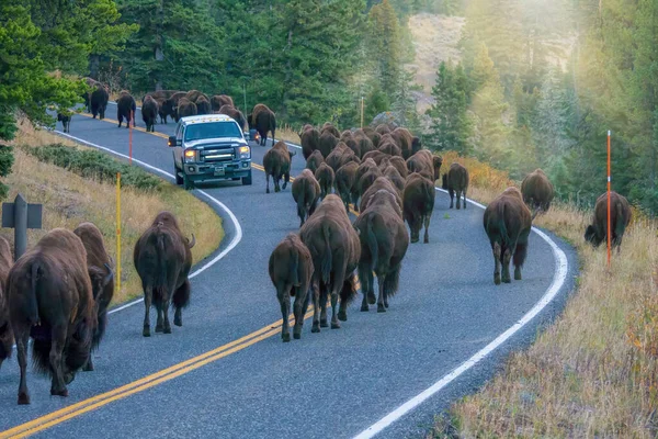 Yellowstone Ulusal Parkı, Lamar Vadisi 'ndeki bir otoyolda büyük bir bizon sürüsü geçerken bir araç durdu..