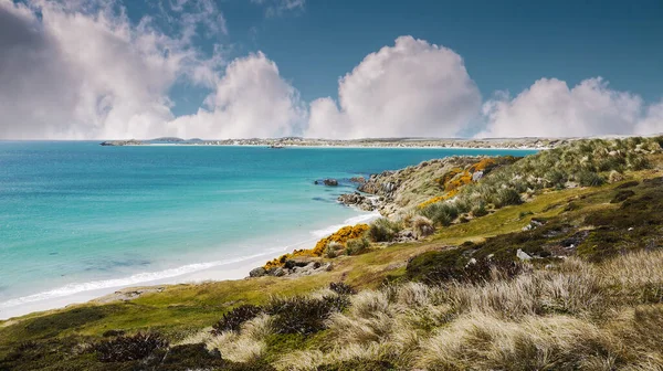 Falkland Adaları 'nın kıyı şeridi. Doğu Falkland Adası 'ndaki Gypsy Koyu' nun beyaz kumsal ve turkuaz sığ suları. Güney Atlantik Okyanusu. 