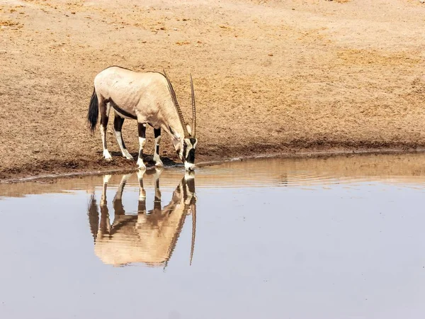 Orice Maschio Adulto Solitario Oryx Gazella Piedi Sul Bordo Una — Foto Stock