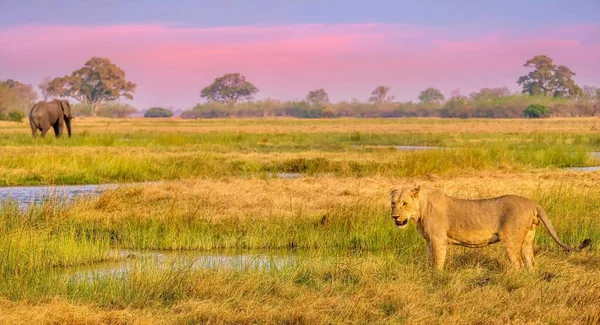 Joven León Macho Está Parado Junto Una Orilla Del Río — Foto de Stock