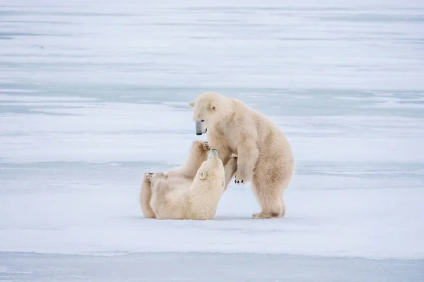 Dois Ursos Polares Fofos Ursus Maritimus Brincando Gelo Nevado Baía — Fotografia de Stock