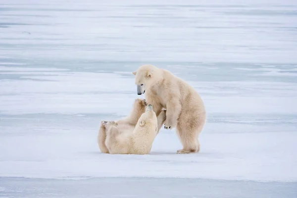 İki sevimli kutup ayısı (Ursus maritimus), Kanada, Manitoba, Churchill yakınlarındaki Hudson Körfezi 'ndeki karlı buzun üzerinde şakalaşarak etkileşim halindedir..