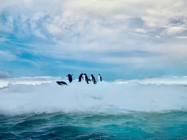 在南极洲的威德尔海上漂浮着一群小冰山上的阿德利企鹅 Pygoscelis Adeliae 地平线上闪烁着晚霞 背景上有蓬松的云彩 — 图库照片