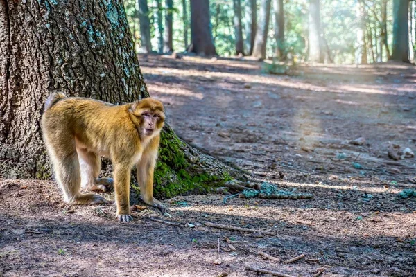 Macaco Barbaro Macaca Sylvanus Erge Tutte Quattro Zampe Alla Base — Foto Stock