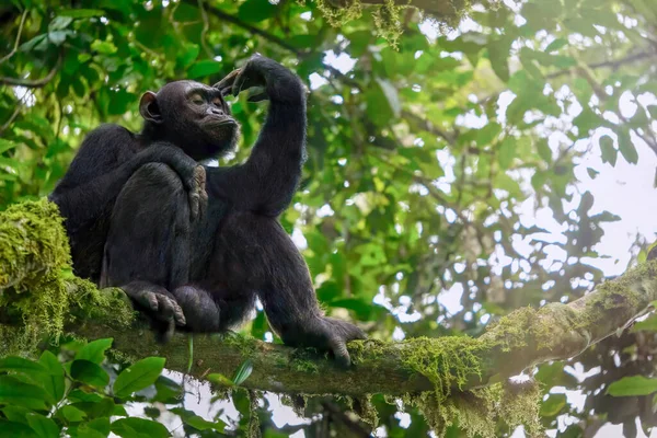 乌干达Kibale国家公园 一只孤独的野生雄性黑猩猩 泛金球虫 坐在其自然森林栖息地的树枝上 它的视角很低 — 图库照片