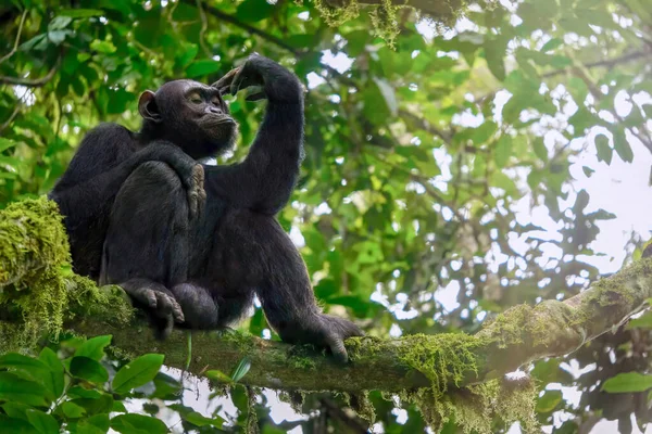 Uganda, Kibale Ulusal Parkı 'ndaki doğal orman habitatında yalnız yaşayan vahşi erkek şempanzenin (Pan trogloditleri) düşük açılı görüntüsü.