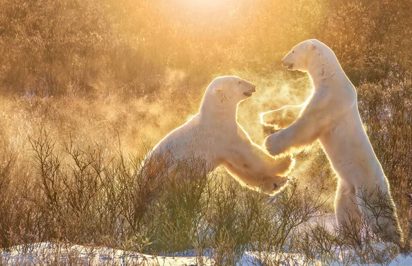 Dois Ursos Polares Machos Ursus Maritimus Brincando Juntos Que Parece — Fotografia de Stock