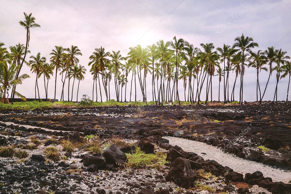The barren lava fields of Puuhonua, or the City of Refuge, where Hawaiians could go to seek absolution for breaking ancient laws. Puuhonua o Honaunau National Historical Park at Honaunau on the Big Island of Hawaii