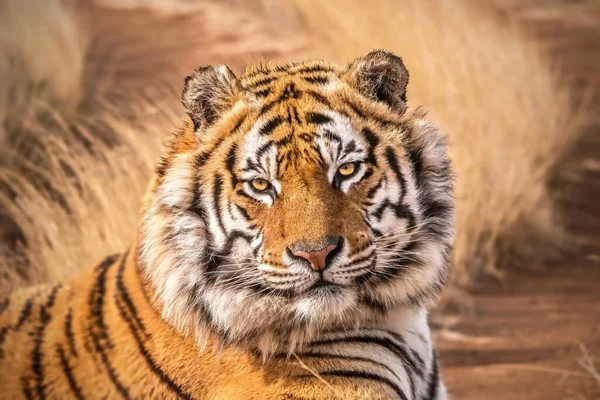 Hermoso Retrato Cerca Tigre Adulto Salvaje Bengala Panthera Tigris Tigris —  Fotos de Stock