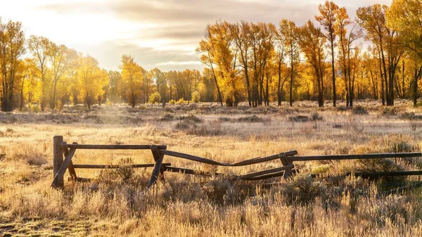 Jackson Hole, Wyoming 'de sonbahar manzarası, eski tarz bir geyik ve demiryolu ahşap çit ve altın yapraklı kavak ağacı içeren, sabahın erken saatlerinde.