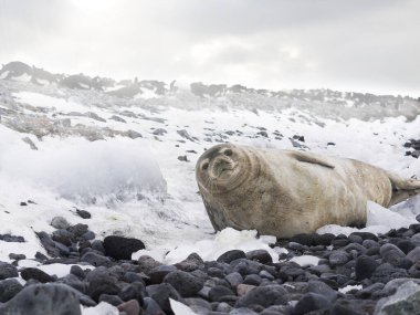 An adult Weddell seal (Leptonychotes weddellii) lies on a beach of rock and snow on Paulet Island, Antarctica, making eye contact with the camera. This species is the most southerly breeding mammal. clipart