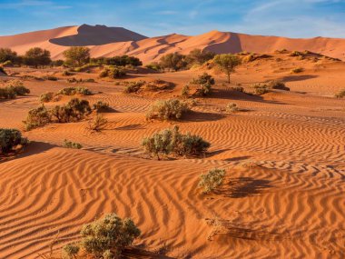 Sossusvlei 'nin kırmızı, rüzgarlı kumu, Namib Çölü, Namibya' da, derin köklü bitki örtüsünün zor koşullarda hayatta kalmak için adapte olduğu yerde. Parktaki en büyük kum tepeciği, Dune 45 veya Koca Baba olarak bilinir, arka planda görünür..