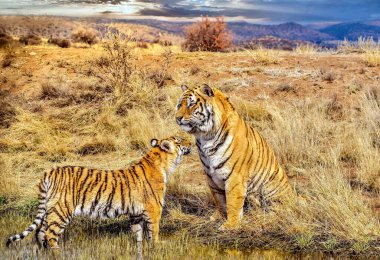 Genç bir erkek Bengal kaplanı (Panthera tigris tigris) kurak bir arazide küçük bir su birikintisinde serinledikten sonra babasını selamlar..