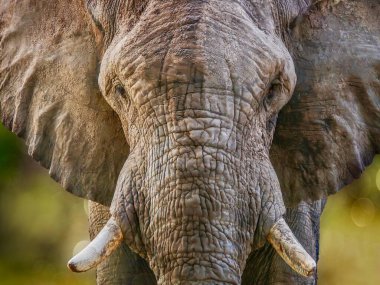 Büyük bir Afrika filinin (Latince - Loxodonta) yakın yürürken doğrudan kameraya bakan ve kulaklarını çırparken hareket bulanıklığı yaratan yakın plan portresi..