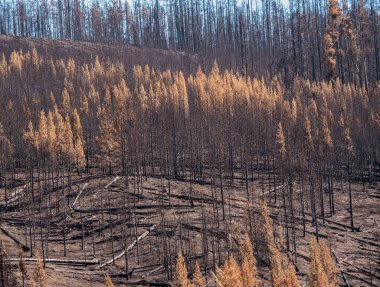 Yakın zamanda çıkan yangından sonra yanmış orman. Yellowstone Ulusal Parkı, 2016.