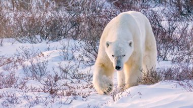 Yetişkin bir erkek kutup ayısı, Churchill, Manitoba, Kanada 'da, yumuşak kırmızımsı günbatımı ışığında kar ve bitki örtüsünün içinden kameraya doğru yürür..