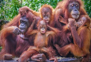Bir grup orangutanın komik portresi, aralarında iki anne ve yavrularının da bulunduğu, ayçekirdeğinin tadını çıkaran.