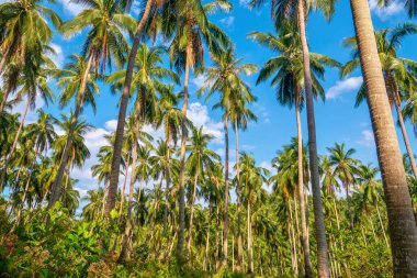 Filipinler 'deki Mindoro Adası' ndaki büyük bir hindistan cevizi tarlasının alçak açılı görüntüsü, uzun ağaç gövdeleri ve parlak mavi gökyüzüne karşı duran yeşil yapraklar..