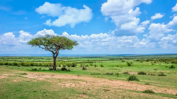 Kenya 'daki Maasai Mara' nın geniş kapsamlı manzarasına sahip yalnız bir akasya ağacına odaklan..