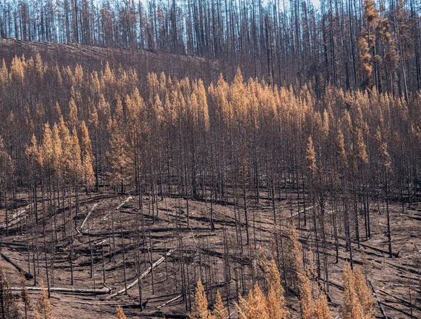 Burned Forest Recent Fire Yellowstone National Park 2016 — Stock Photo, Image