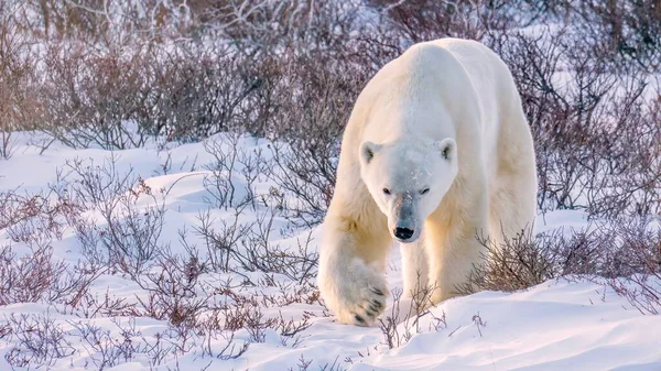 Yetişkin bir erkek kutup ayısı, Churchill, Manitoba, Kanada 'da, yumuşak kırmızımsı günbatımı ışığında kar ve bitki örtüsünün içinden kameraya doğru yürür..