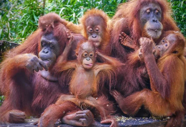 Bir grup orangutanın komik portresi, aralarında iki anne ve yavrularının da bulunduğu, ayçekirdeğinin tadını çıkaran.
