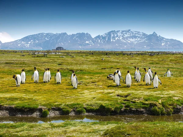 南乔治亚岛的风景和自然全景 背景是雪山覆盖的福图纳湾 一群国王企鹅在绿草和地衣上散步和捕食 — 图库照片