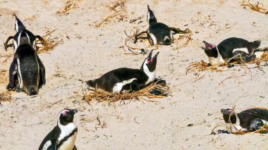 Güney Afrika 'nın Cape Town yakınlarındaki False Bay' deki Boulders Sahili 'nde yuvalarında yumurtaları sıcak tutan bir grup Afrika pengueninin (Spheniscus demersus) yakın çekimi.
