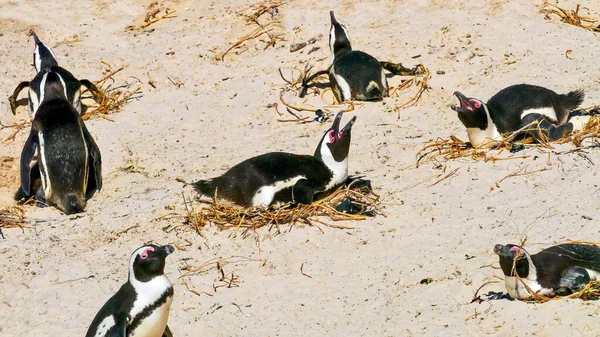 Güney Afrika 'nın Cape Town yakınlarındaki False Bay' deki Boulders Sahili 'nde yuvalarında yumurtaları sıcak tutan bir grup Afrika pengueninin (Spheniscus demersus) yakın çekimi.