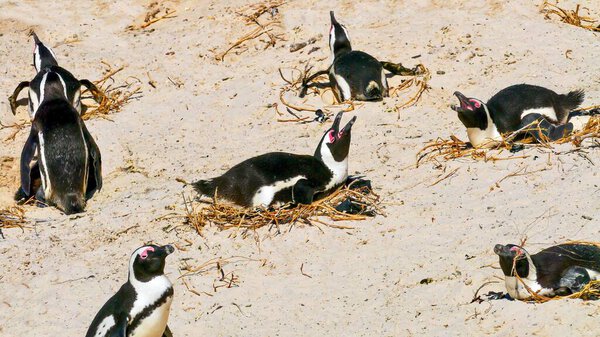 Крупный план группы африканских пингвинов (Spheniscus demersus), держащих яйца в тепле на своих гнездах на Боулдерс-Бич в Фолс-Бей, недалеко от Кейптауна, Южная Африка.