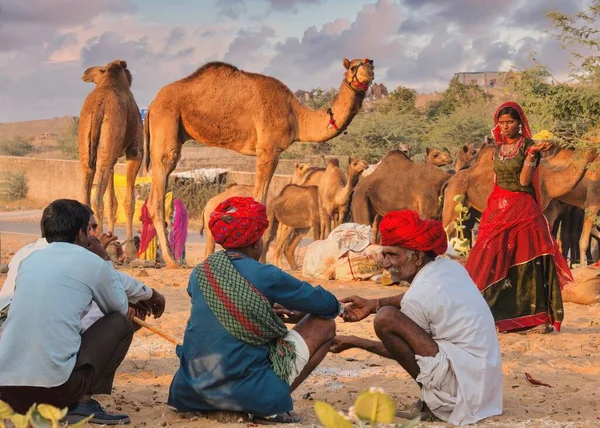 Pushkar India Novembre 2015 Commercianti Cammelli Del Rajasthan Con Loro — Foto Stock