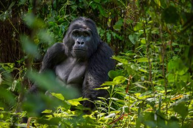 Gümüş sırtlı bir dağ gorili, Uganda 'daki Bwindi Kazınamaz Ormanı' ndaki doğal yaşam alanının yoğun yeşilliklerinde oturur..
