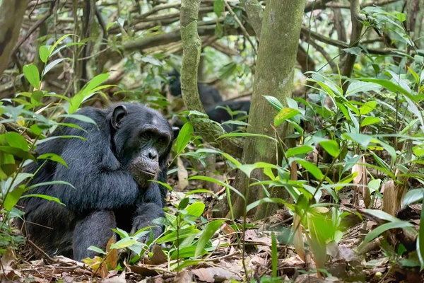 Genç bir vahşi şempanze (Pan trogloditleri), Uganda 'daki Kibale Ulusal Ormanı' nın doğal ortamında, çenesi kolunda yerde oturur..