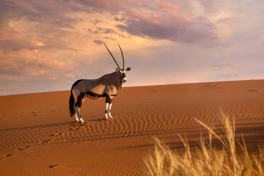 Gün batımında kırmızı bir kum tepesinin kenarında duran güzel bir antilop (Oryx gazella) başıyla Namib Çölü, Namibya 'da kameraya doğru dönüyor..