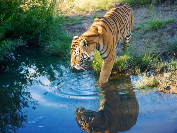 벵골호랑이 Panthera Tigris Tigris 더위를 식히기 연못으로 들어가면서 반사를 일으킨다 — 스톡 사진