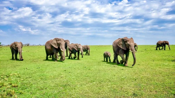 어미와 새끼를 포함하여 수많은 아프리카코끼리들 케냐의 이마라 구역에 평원을 행진하고 — 스톡 사진