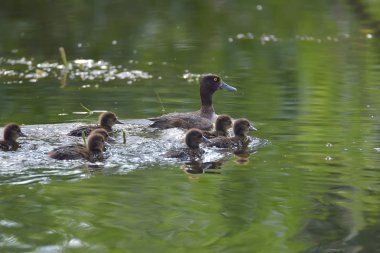 Czernica, tepeli ördek