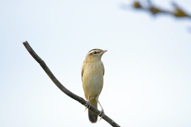 Rokitniczka, Kındıra kamışçını