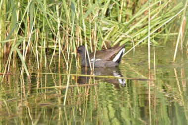 Kurka wodna, moorhen