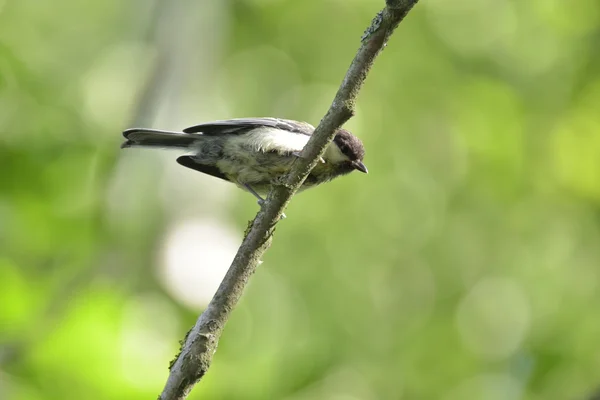 Sikorka ptak, tit — Stock Photo, Image